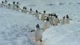 Live concert of David Attenborough’s Our Planet series coming to Dublin