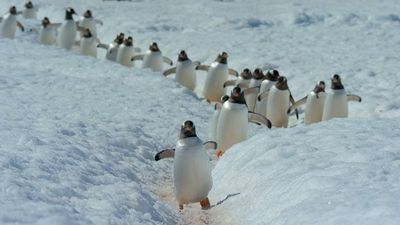 Live concert of David Attenborough’s Our Planet series coming to Dublin