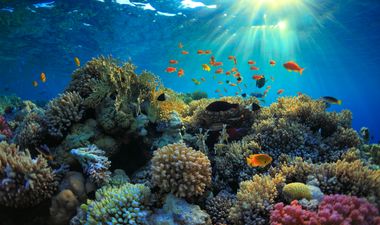 World’s oceans losing oxygen at alarming rate, says study