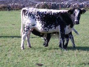 The Droimeann cattle breed is now recognised as a Native Rare Irish breed