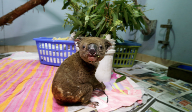 Death toll of animals exceeds one billion as new bushfire and evacuation warnings issued in Australia