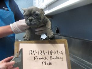 Two operators of illegal puppy farm in Roscommon convicted of animal cruelty