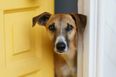 DSPCA urges people to ‘adopt not shop’ this Christmas