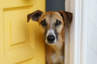 DSPCA urges people to ‘adopt not shop’ this Christmas