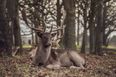 Phoenix Park announce 7km of pedestrian and cycling lanes