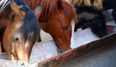 GAIN investigating presence of banned substance in its horse feed