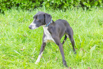 ISPCA rescues dog found locked in a crate in the midlands