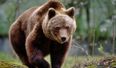 Universal’s upcoming thriller Cocaine Bear is exactly what you think it is about