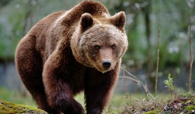 Universal’s upcoming thriller Cocaine Bear is exactly what you think it is about