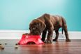 Recall of Pedigree dog food over safety concerns