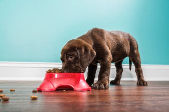 Recall of Pedigree dog food over safety concerns