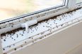Fly infestations are on the rise in Ireland over the past three months
