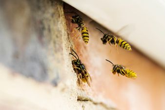 Galway tops the list of the counties worst affected by ‘summer-time pest insects’