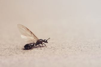 Irish public advised of top tips to avoid being pestered on ‘Flying Ant Day’