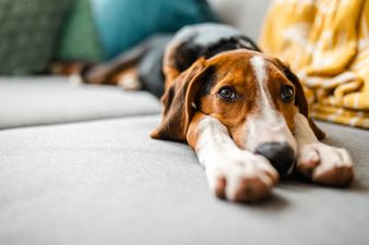 Pet dogs can predict their owner’s epileptic seizures, new research shows