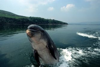 Dingle to honour Fungie with special tribute day this month