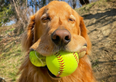 Glorious scenes as hero dog breaks Guinness world record
