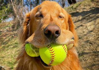Glorious scenes as hero dog breaks Guinness world record