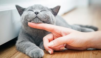 Calls to abolish “pet rent” for tenants as landlords charge extra to house animals