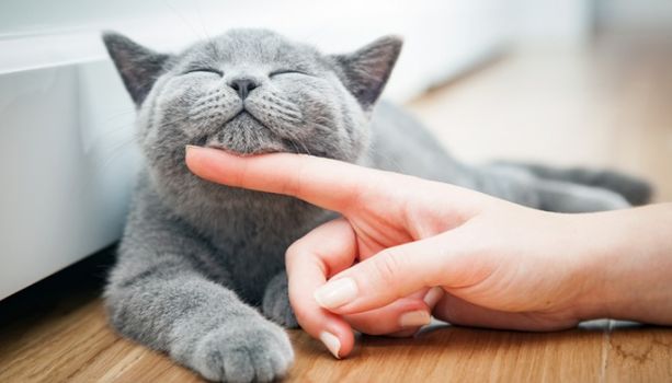 Landlord pet rent Liveline