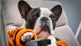 A TV channel just for dogs is coming soon
