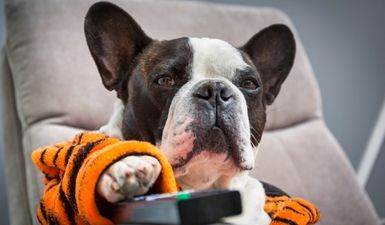A TV channel just for dogs is coming soon