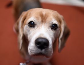 Pet dog catches Covid from its owner in first UK case