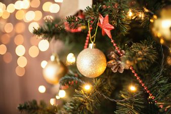 Ireland’s largest Christmas tree set to be unveiled to the public this week