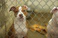 ISPCA rescue three dogs living amongst raw meat in Tipperary