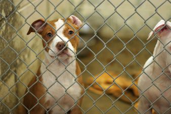 ISPCA rescue three dogs living amongst raw meat in Tipperary