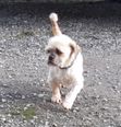 Wicklow man fined for cruelty to dogs which led to one being euthanized to “prevent further suffering”