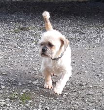 Wicklow man fined for cruelty to dogs which led to one being euthanized to “prevent further suffering”