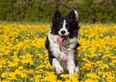 Skippy, likely the oldest dog in Ireland, has sadly passed away, aged 27