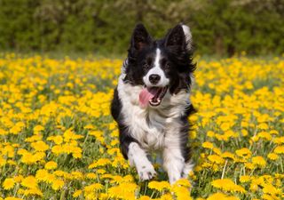 Skippy, likely the oldest dog in Ireland, has sadly passed away, aged 27
