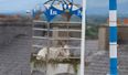 Puck Fair takes down goat from cage due to “unprecedented” hot weather