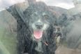 Donegal farmer banned from keeping animals following “horrendous” and “disturbing” animal cruelty convictions