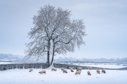 white christmas
