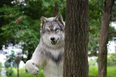 Man who spent £19k to ‘become a wolf’ wants to be free of human relationships