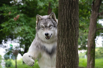 Man who spent £19k to ‘become a wolf’ wants to be free of human relationships