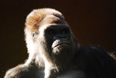 Parents left in shock after gorillas start mating in front of kids at zoo