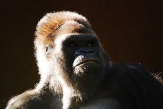 Parents left in shock after gorillas start mating in front of kids at zoo
