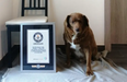 Bobi the farm dog is the oldest living pooch ever aged 30