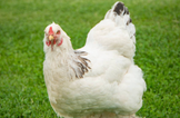 Man dies after attack by chicken in Roscommon