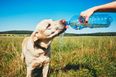 Scorching temperatures are set to continue into Bank Holiday weekend