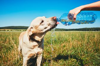 Scorching temperatures are set to continue into Bank Holiday weekend