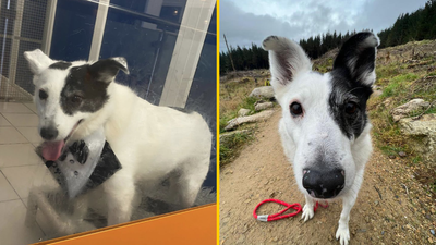 Dog stood up by families twice after spending 500 days with the DSPCA