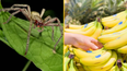 Supermarket closes over fears of spider whose bite can cause hours-long erections