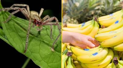 Supermarket closes over fears of spider whose bite can cause hours-long erections
