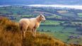 “Loneliest sheep” Fiona has been rescued after being stranded for two years