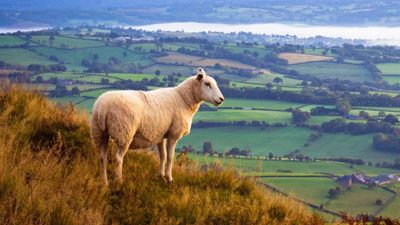 “Loneliest sheep” Fiona has been rescued after being stranded for two years